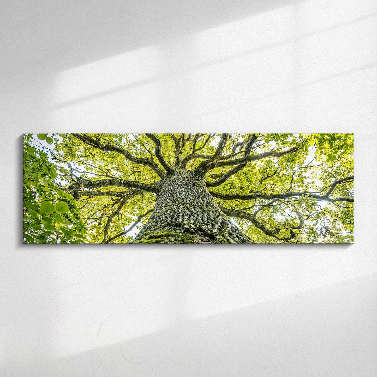 Part of our Forest Panorama collection, this beautiful image features a real Tree of Life.