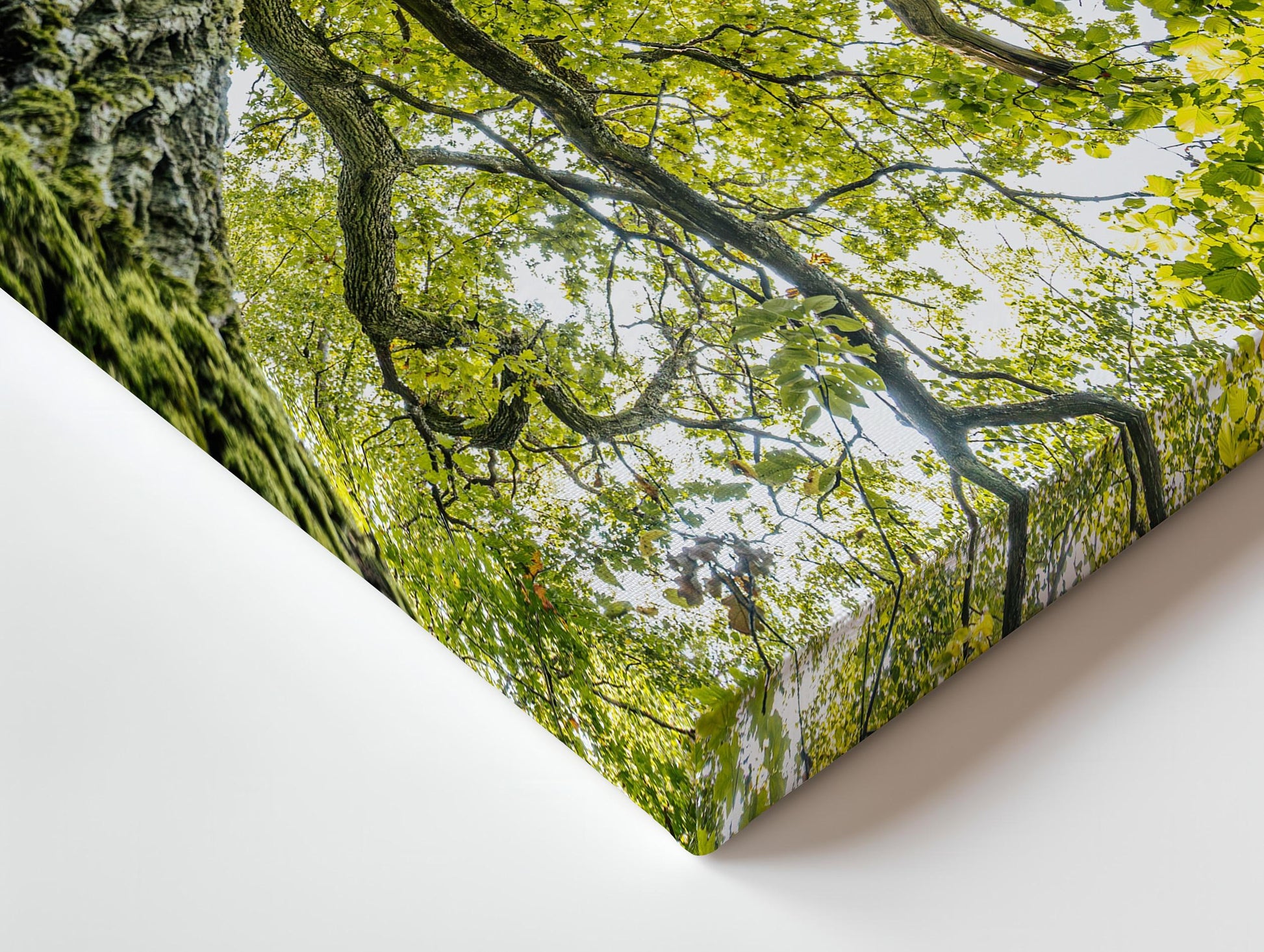 a picture of a tree in the middle of a forest
