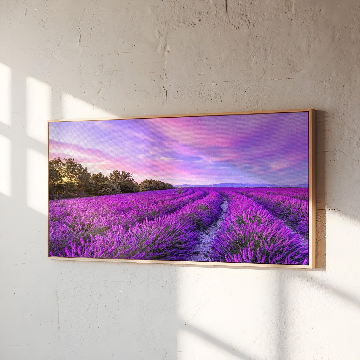 Lavender Field Panorama