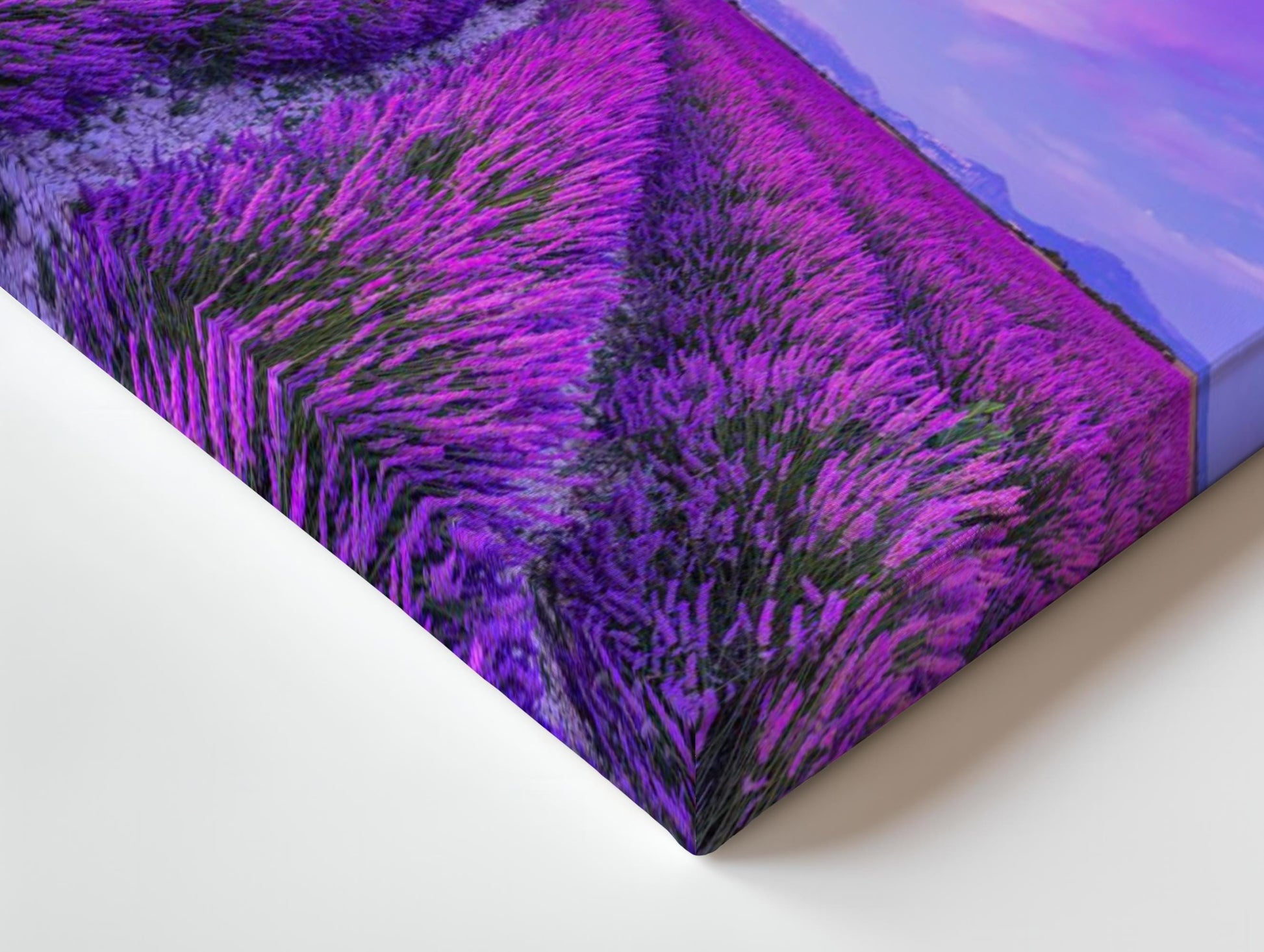 Lavender Field Panorama