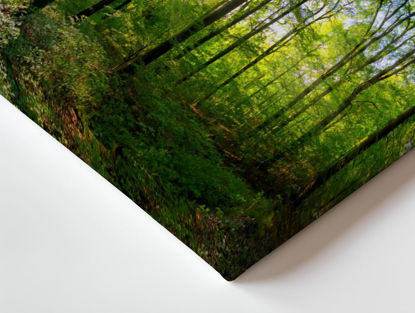 a picture of a green forest with trees