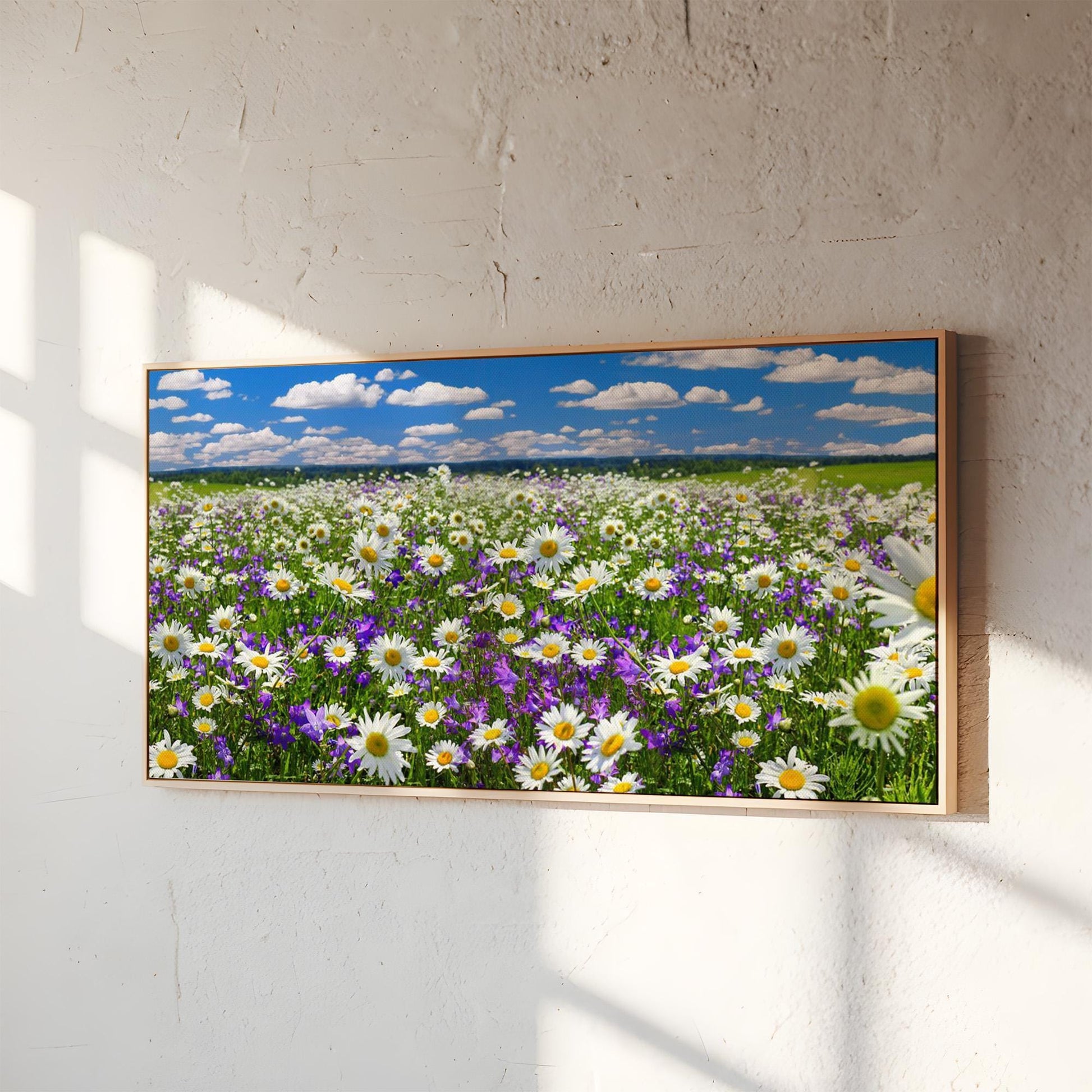 Field of Daisies Panorama