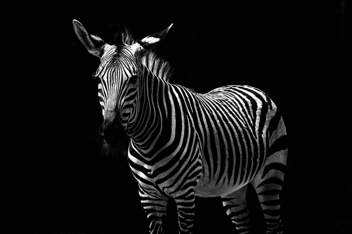 Zebra Black and White