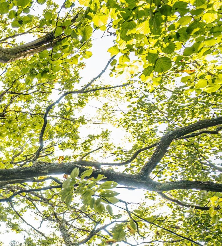 looking up at the branches of a tree