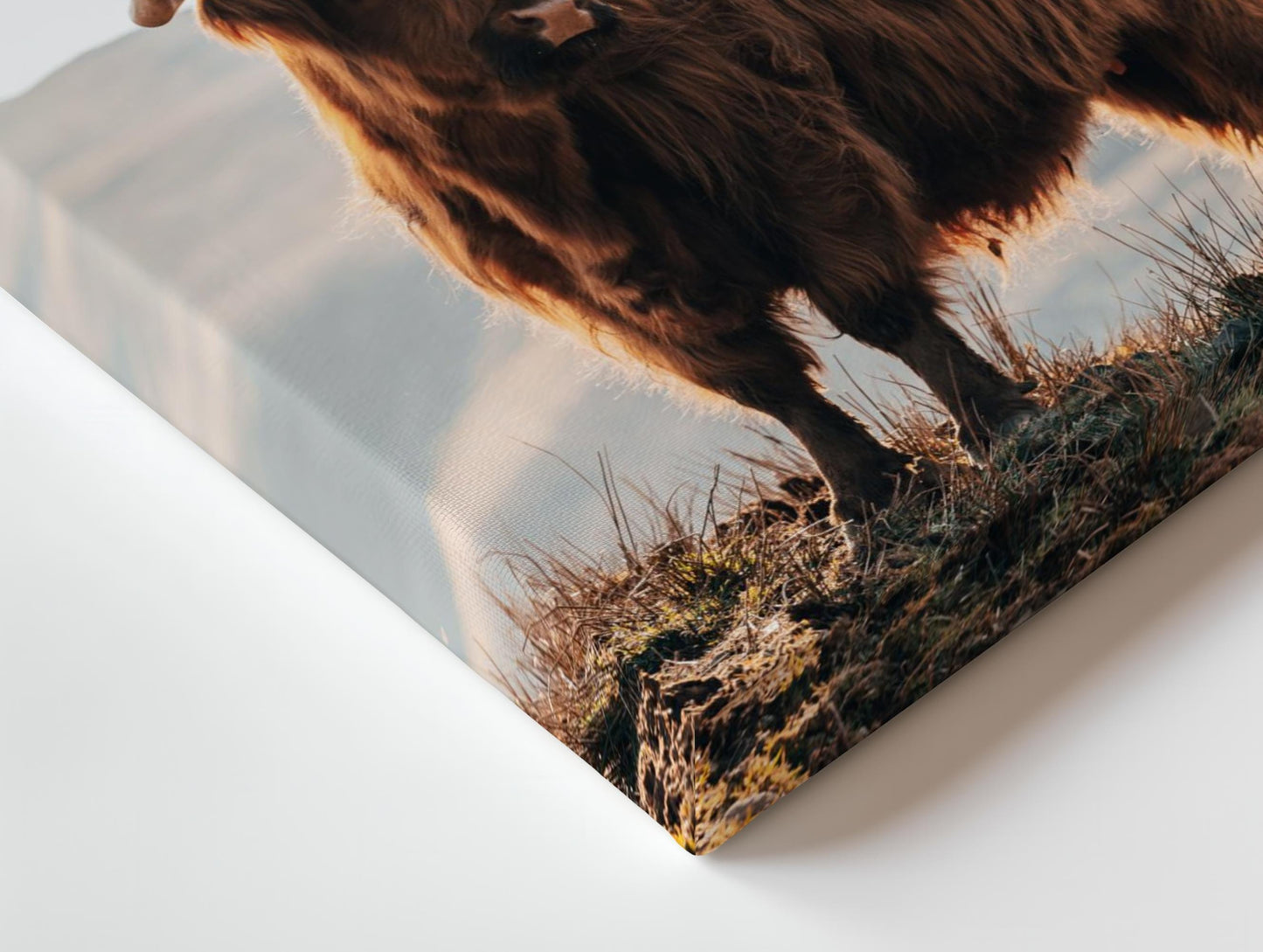 Scottish Highland Ginger Cow in Sunshine Canvas Wall Art or Print Poster. Highland Cow in Summer. Quality Large Canvas Photo Printed.