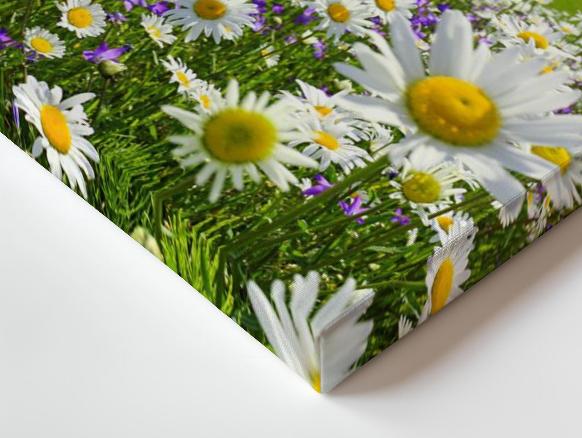 Field of Daisies Panorama