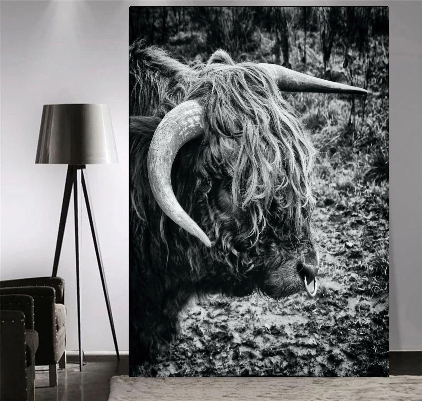 Highland Cow with Nose Ring