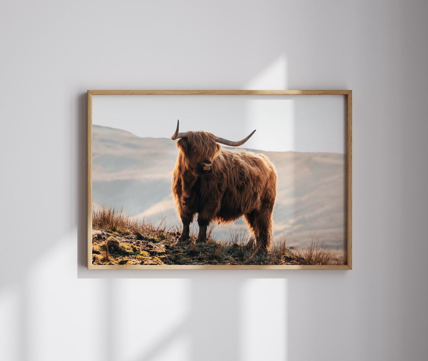 scottish highland cow art print or canvas