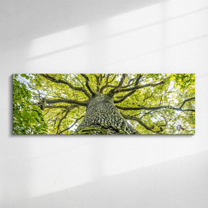 Part of our Forest Panorama collection, this beautiful image features a real Tree of Life.